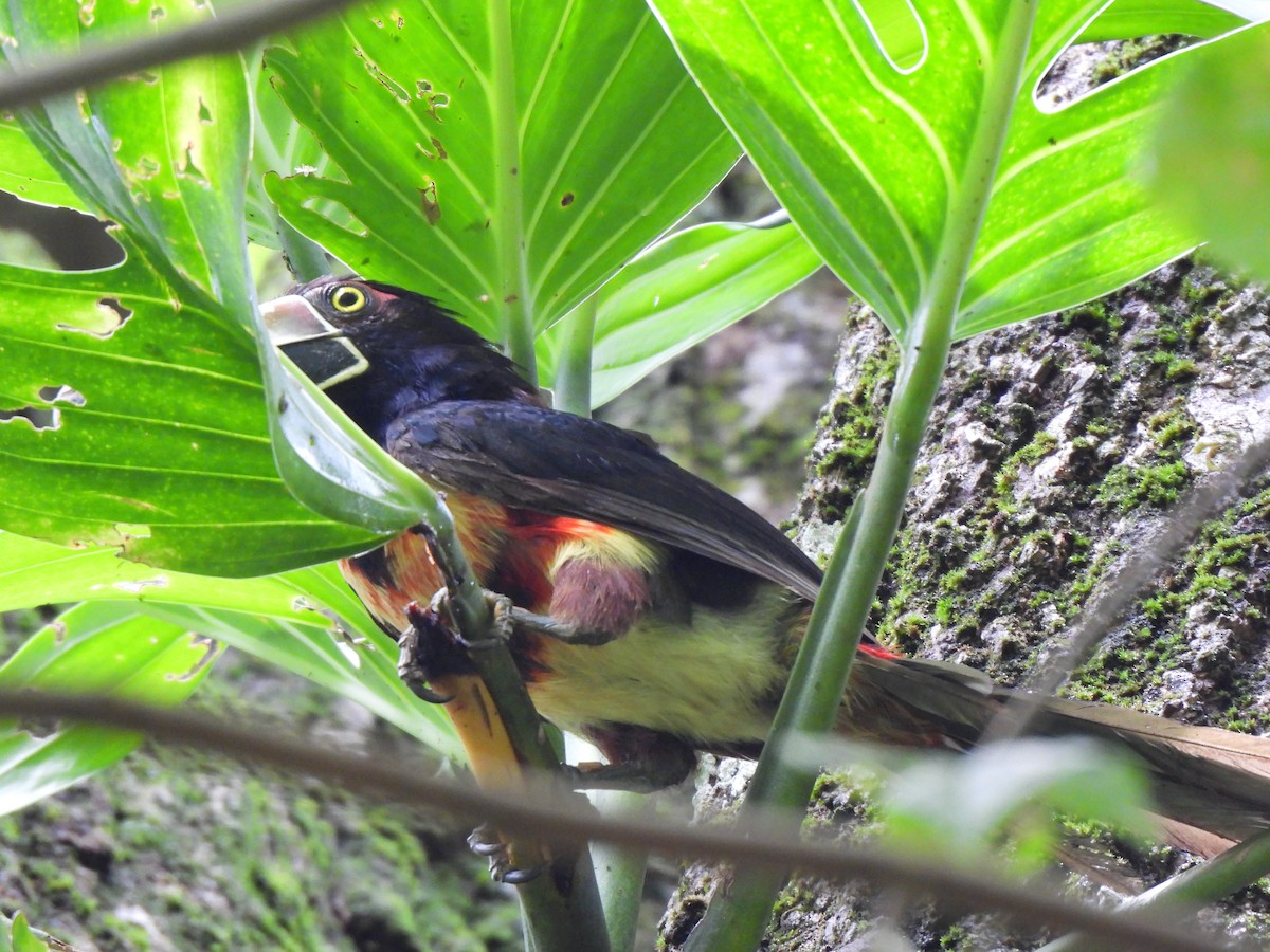 Kuşaklı/Soluk Gagalı Arasari - ML635527200