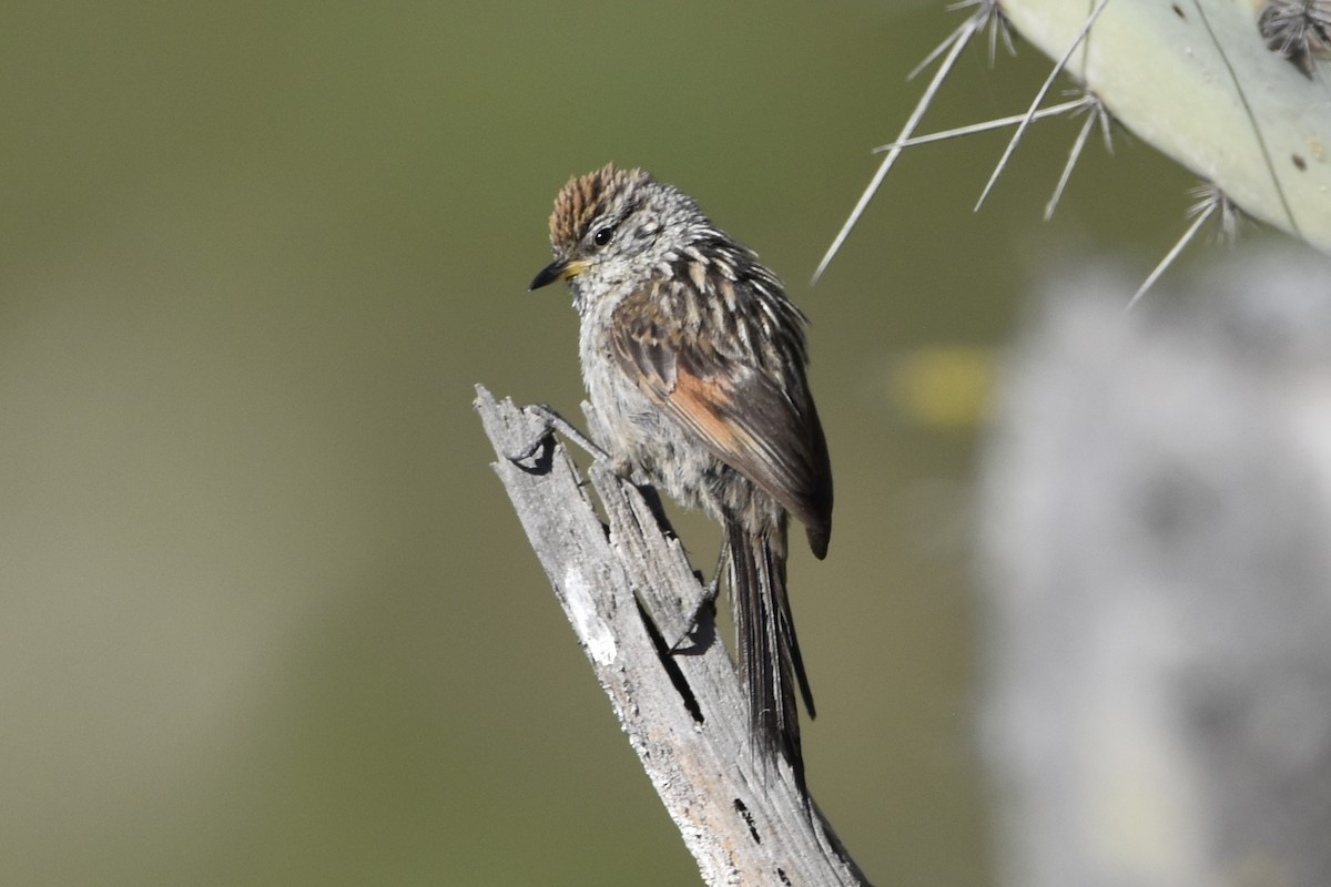 Streaked Tit-Spinetail - ML635527213