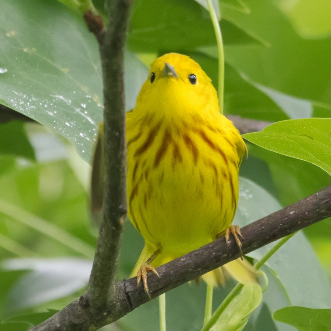 Yellow Warbler - ML635527238