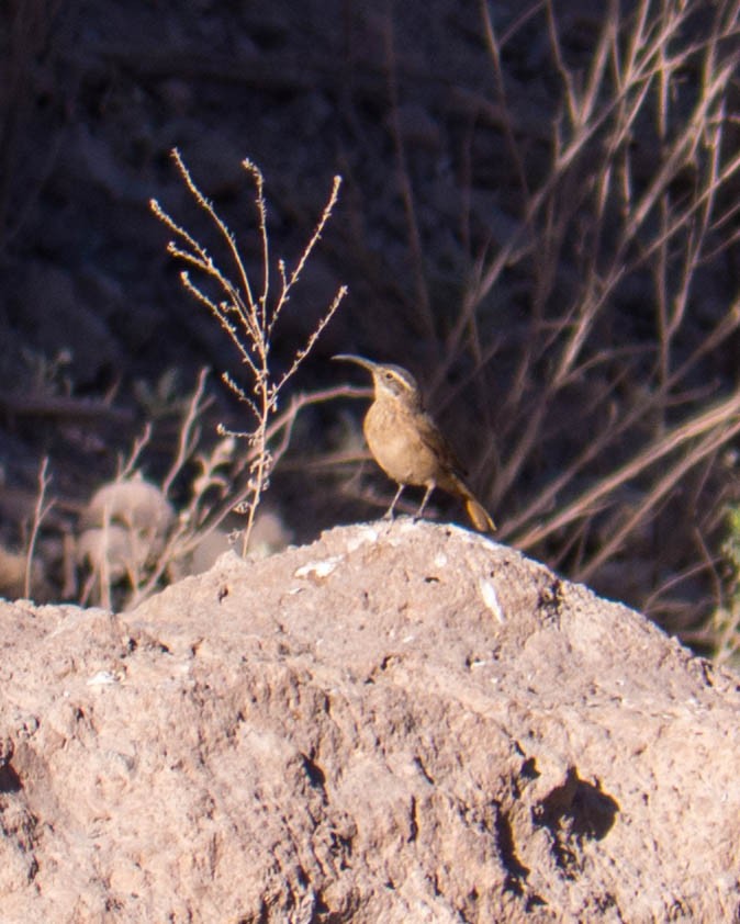 White-throated Earthcreeper - ML635527264