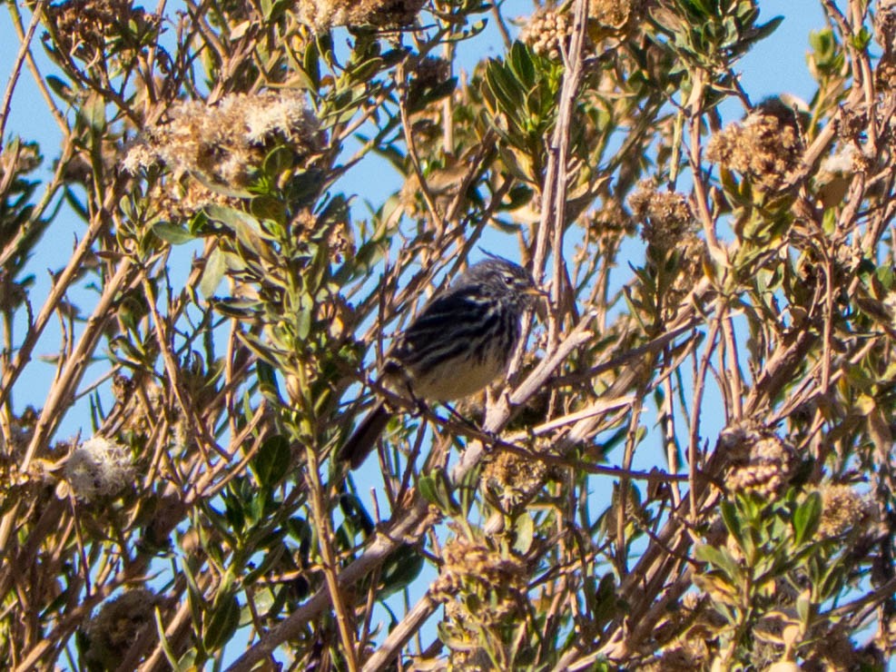 Yellow-billed Tit-Tyrant - ML635527274