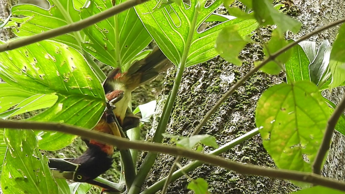 Kuşaklı/Soluk Gagalı Arasari - ML635527305