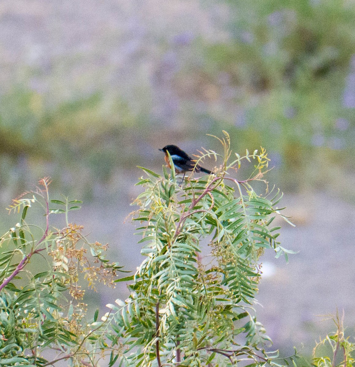 Black-throated Flowerpiercer - ML635527308