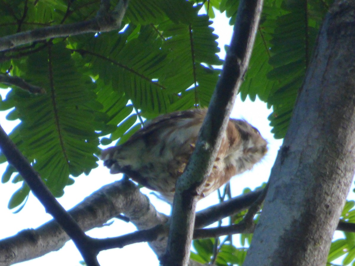 Least Pygmy-Owl - ML635527357