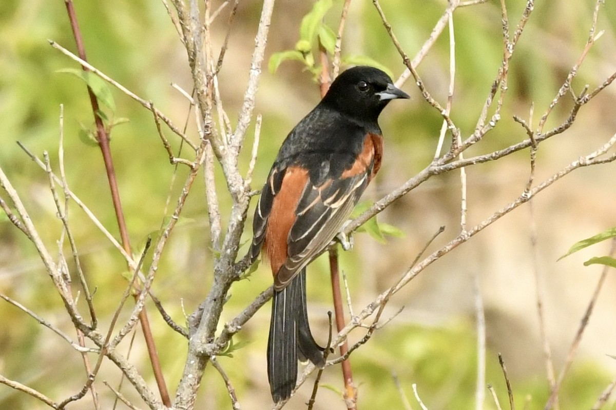 Orchard Oriole - ML635527368