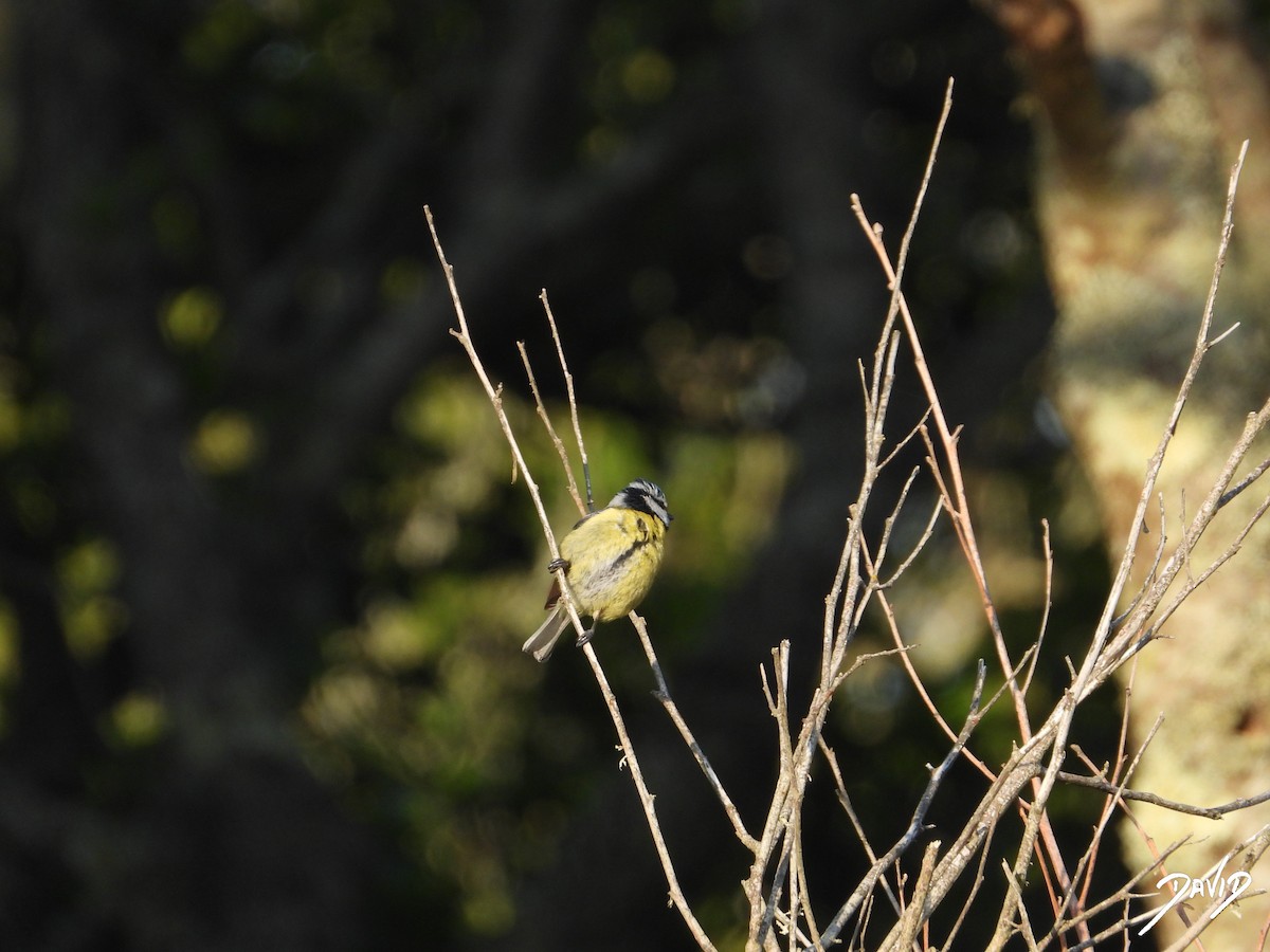 Eurasian Blue Tit - ML635527390