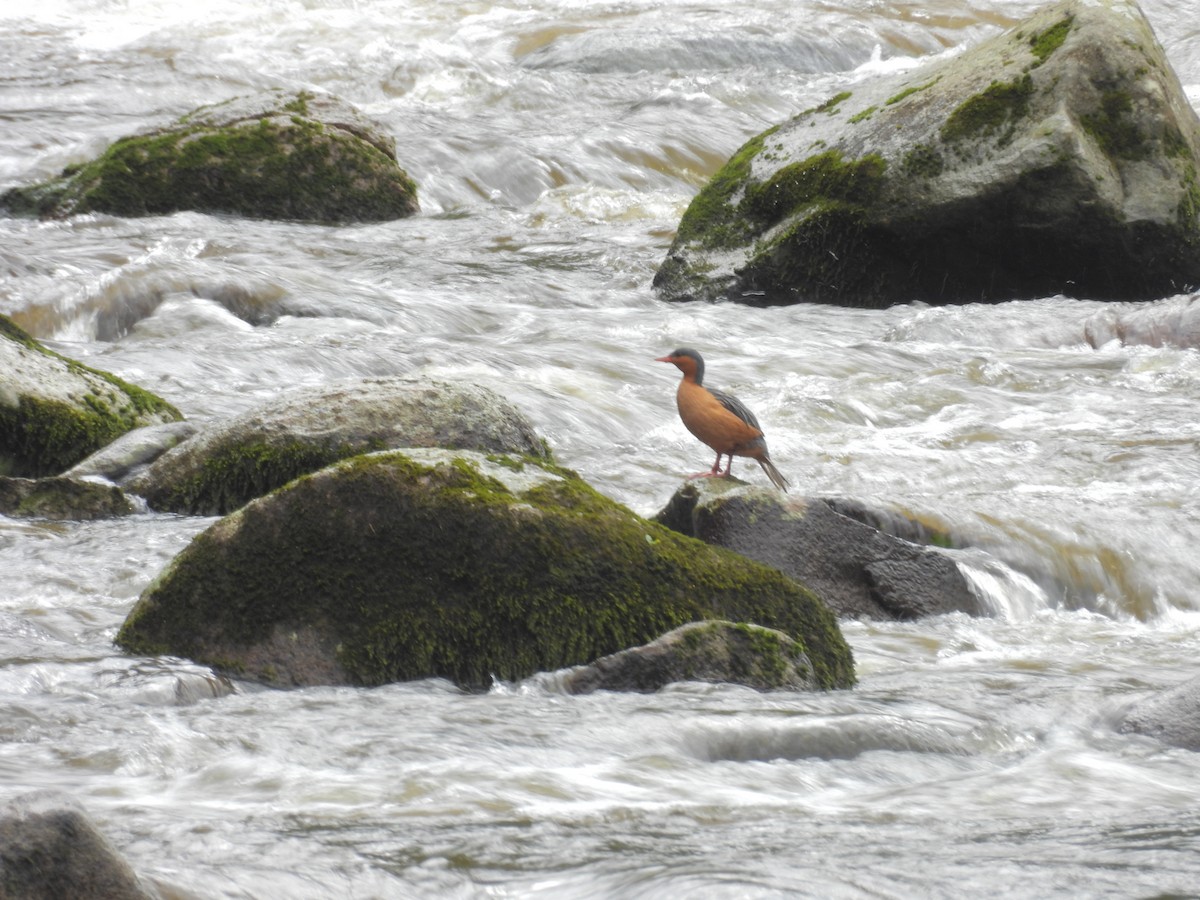 Torrent Duck - ML635527443