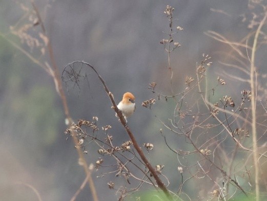 Rufous-headed Parrotbill - ML635527475