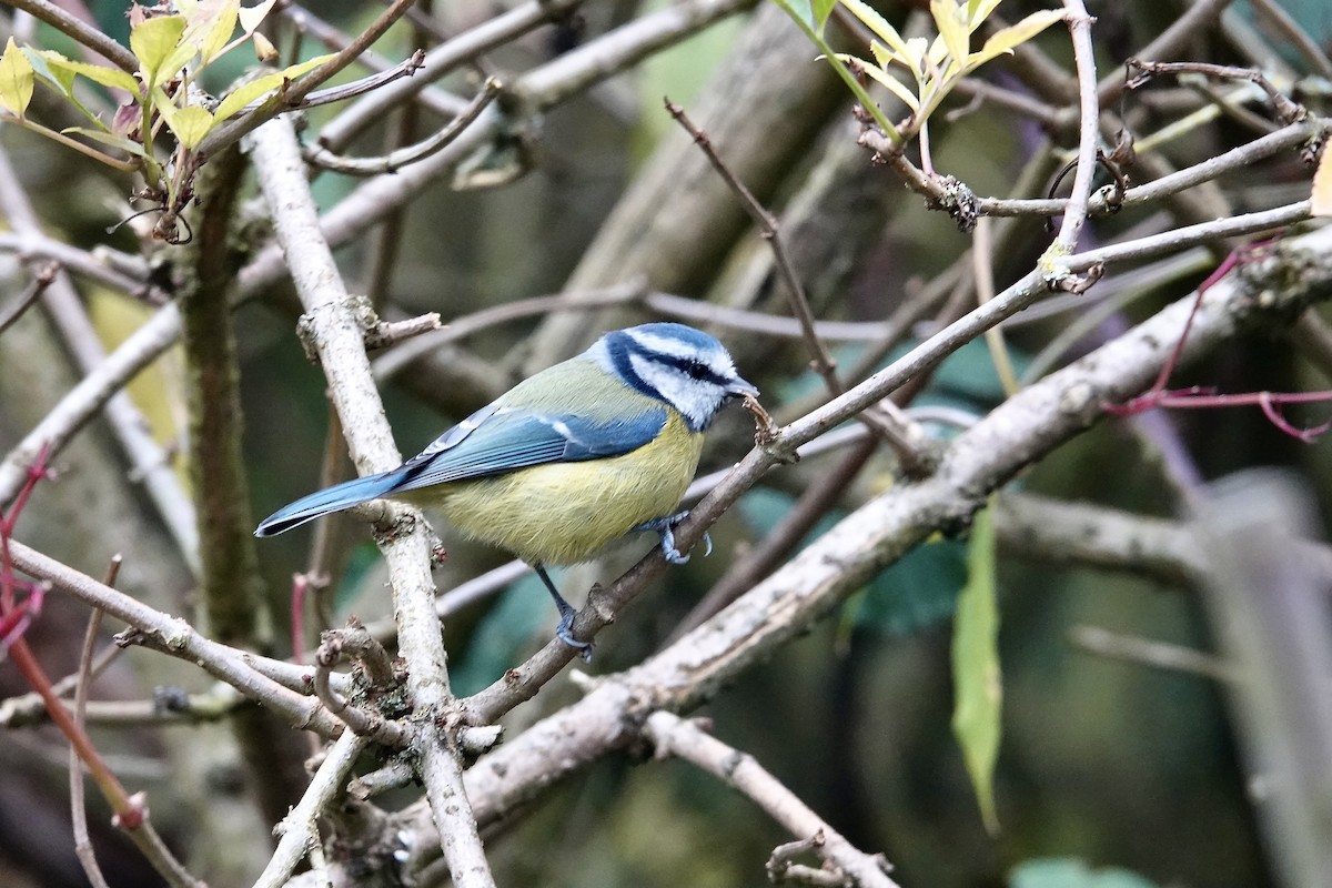 Eurasian Blue Tit - ML635527497
