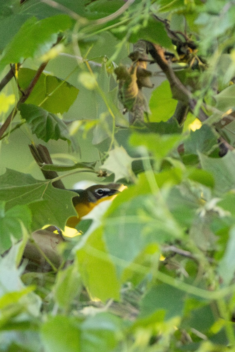 Yellow-breasted Chat - ML635527509