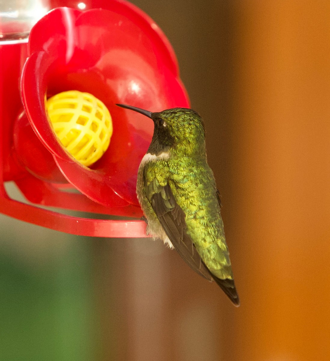Ruby-throated Hummingbird - ML635527510