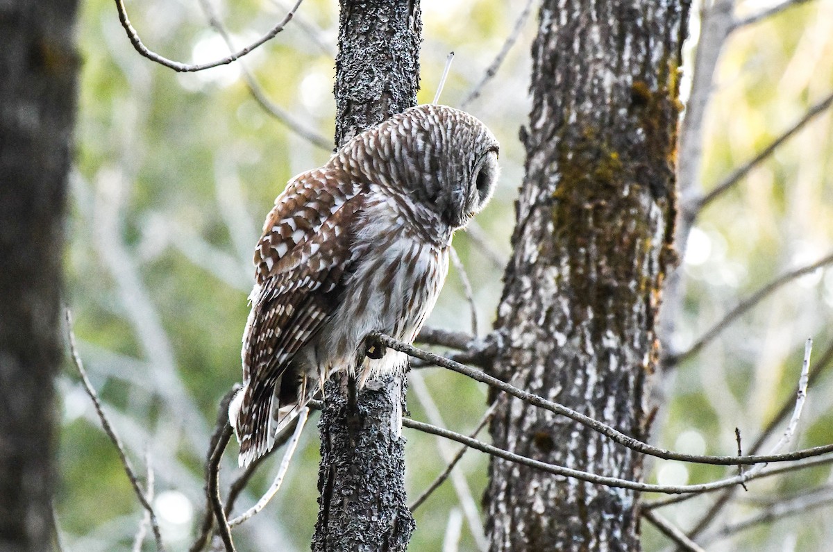 Barred Owl - ML635527524
