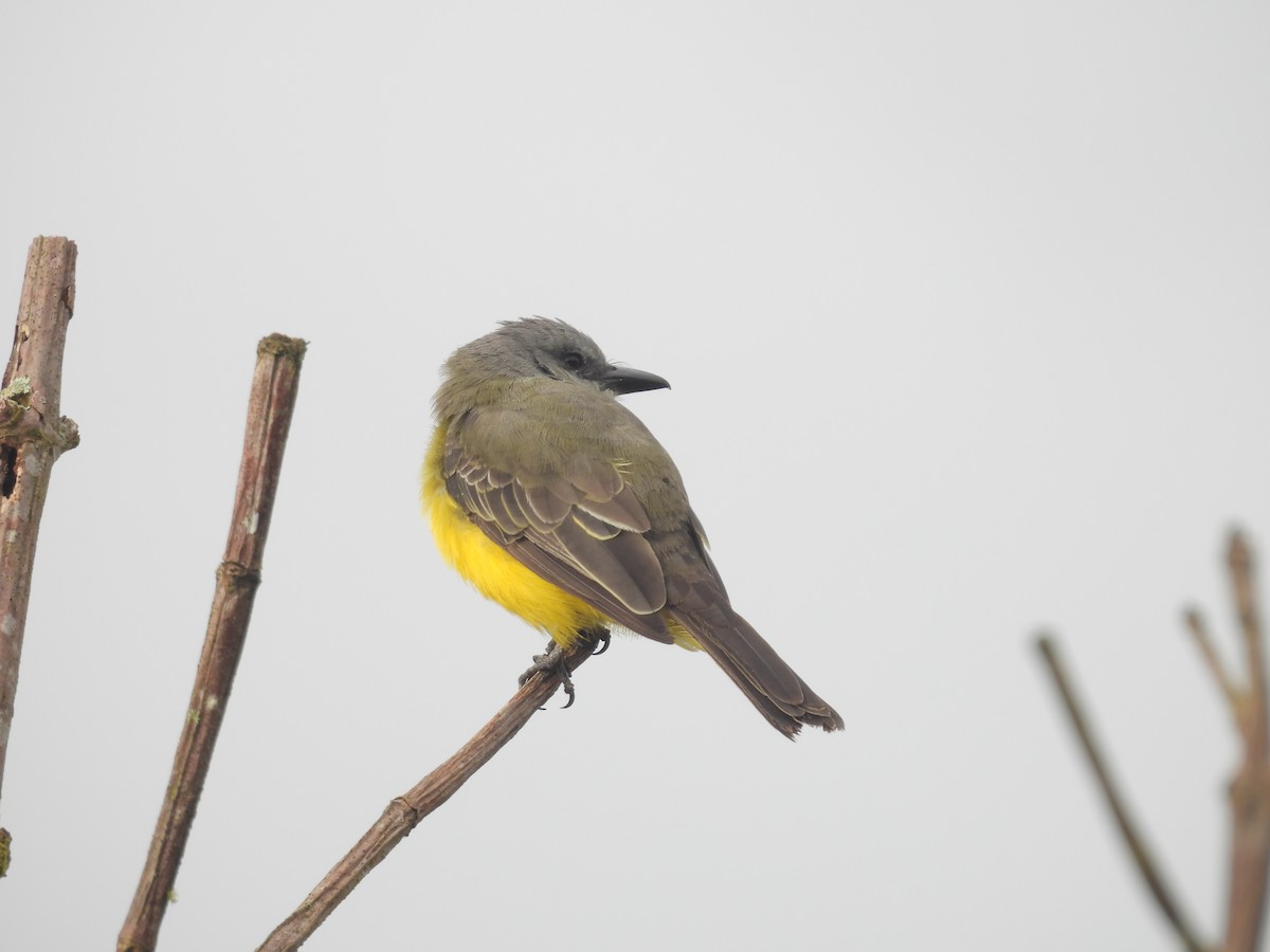 Tropical Kingbird - ML635527530