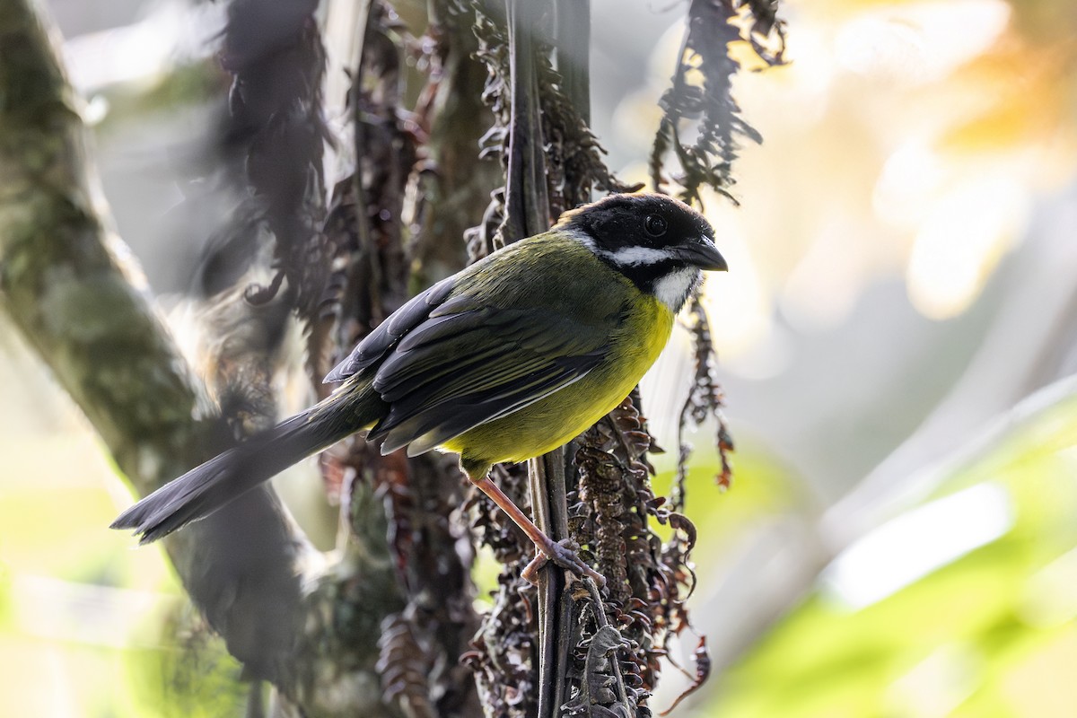 Moustached Brushfinch - ML635527531