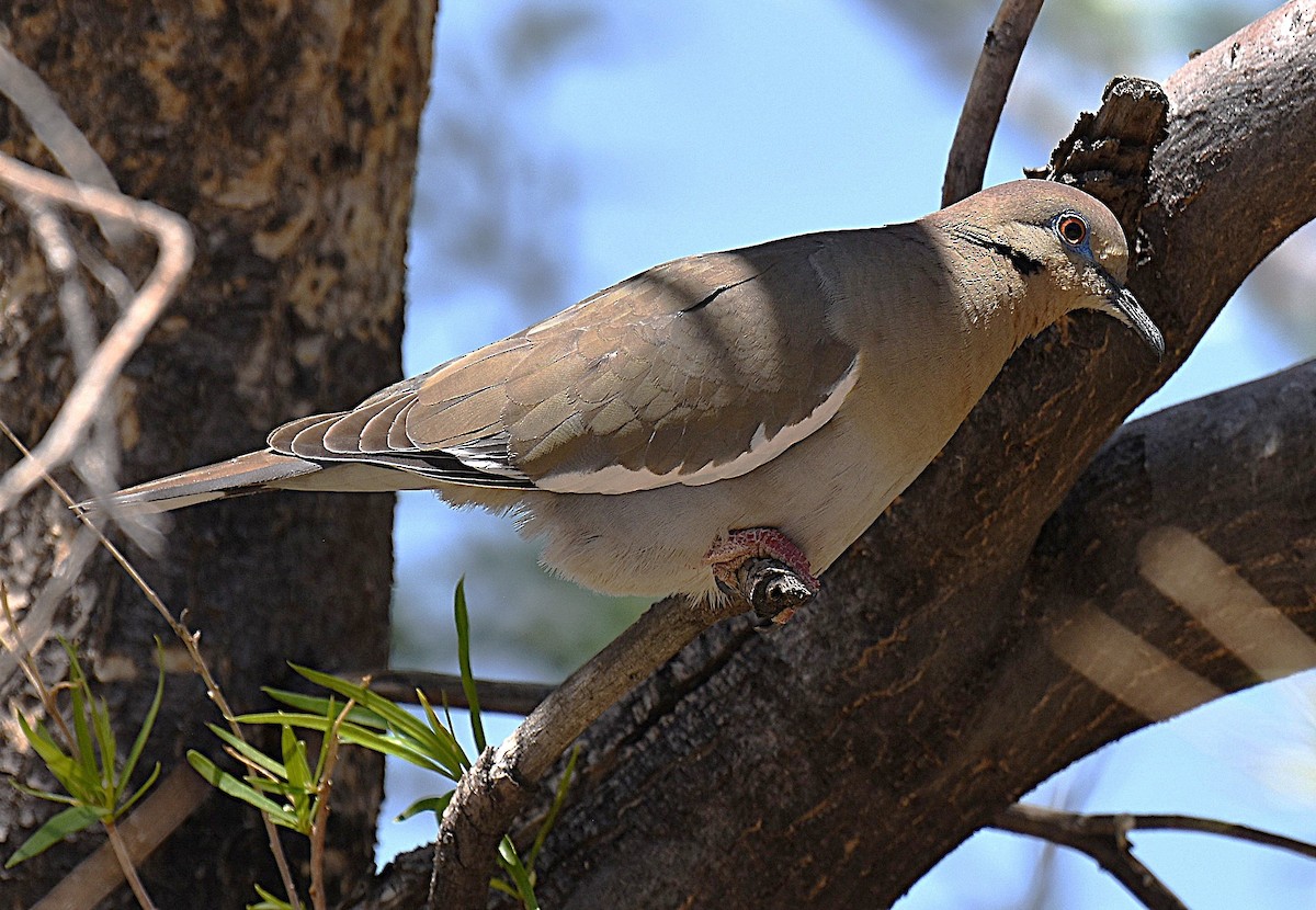 White-winged Dove - ML635527536