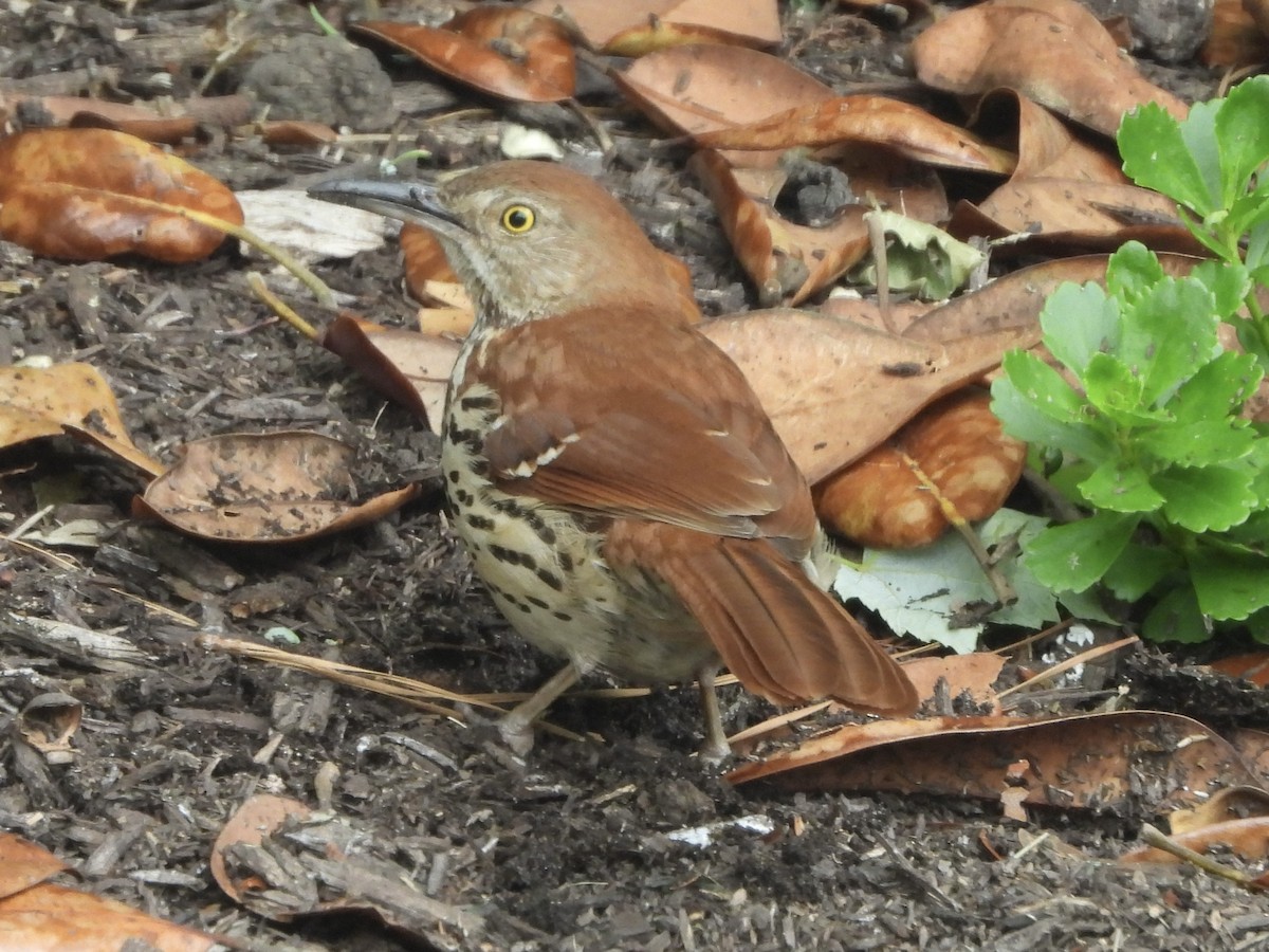 Brown Thrasher - ML635527539