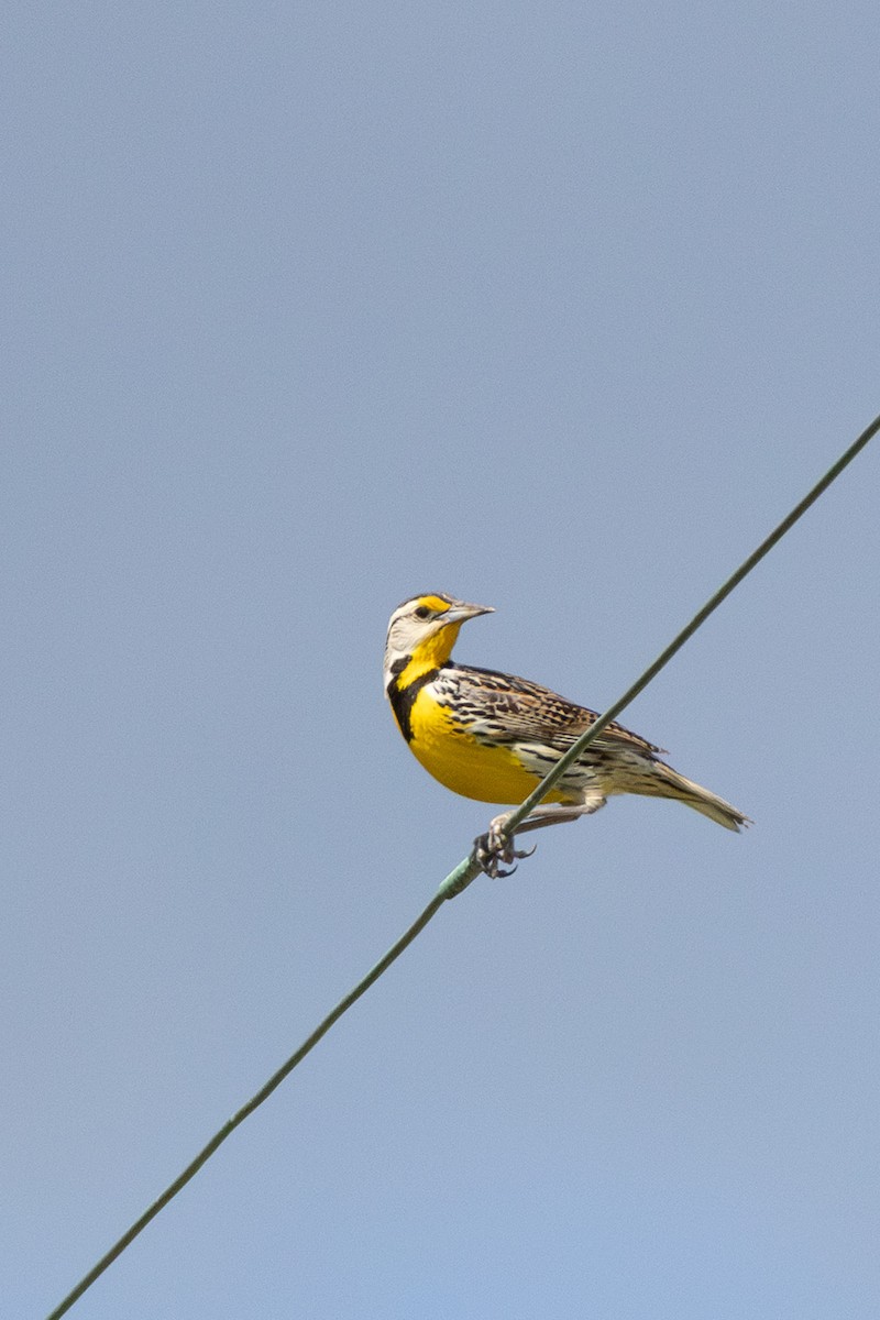Eastern Meadowlark - ML635527548