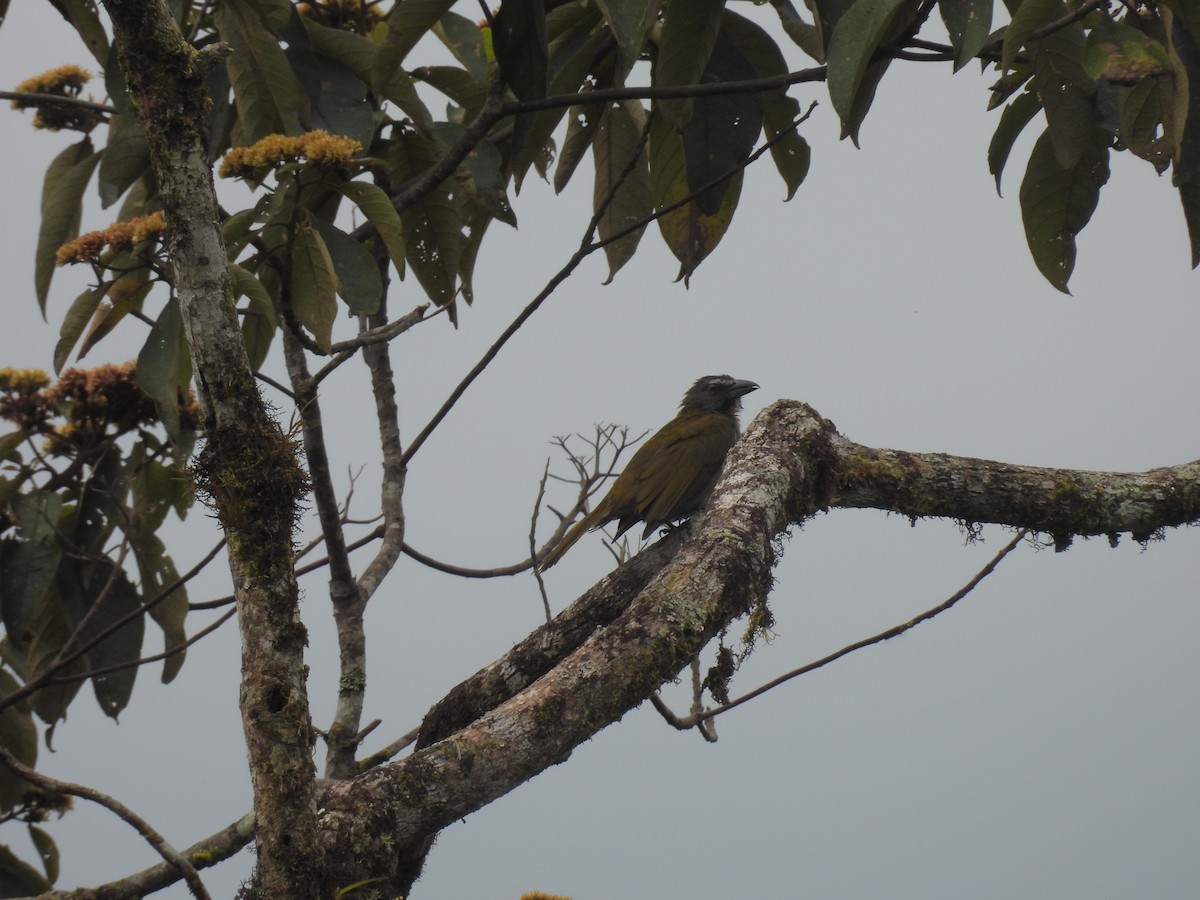 Buff-throated Saltator - ML635527595