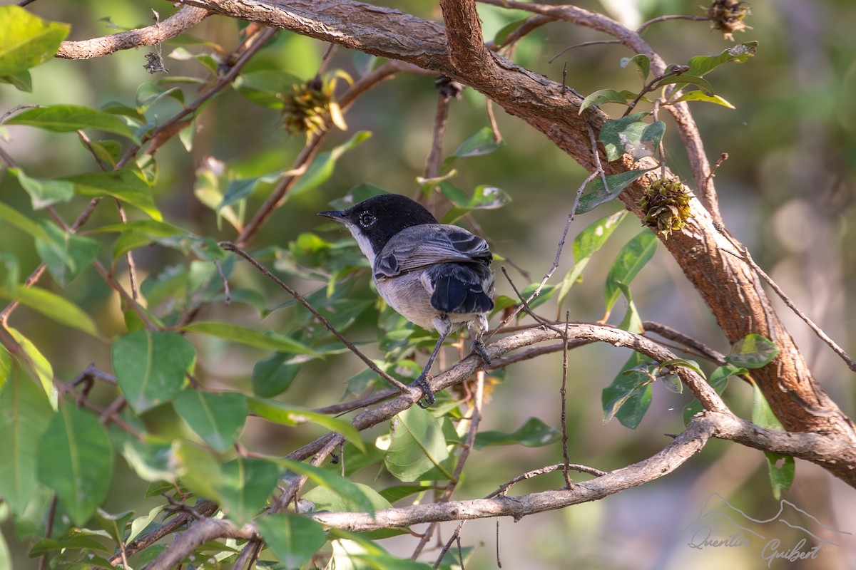Arabian Warbler - ML635527596