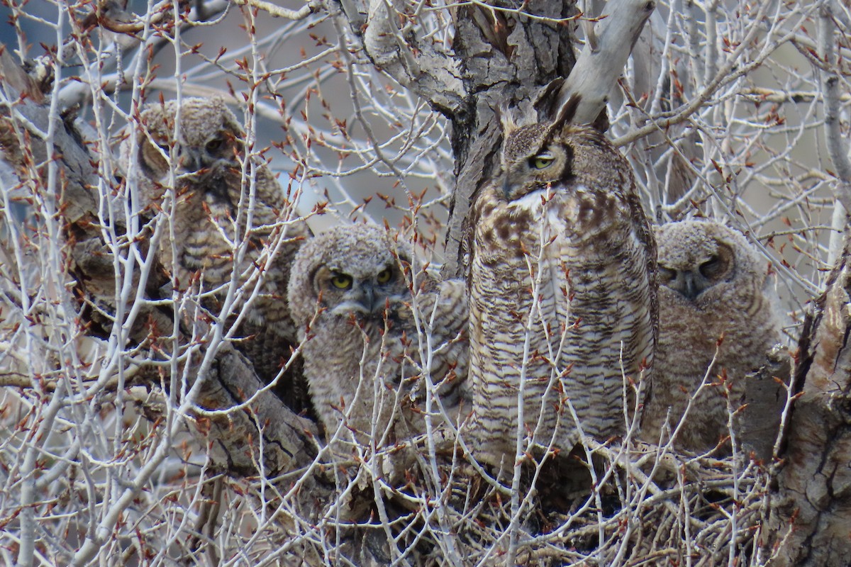 výr virginský - ML635527602