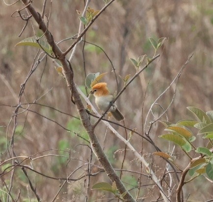Rufous-headed Parrotbill - ML635527609