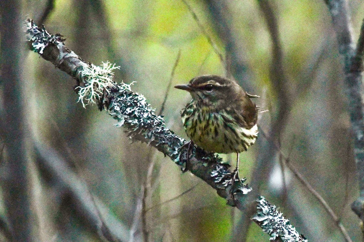Northern Waterthrush - ML635527611