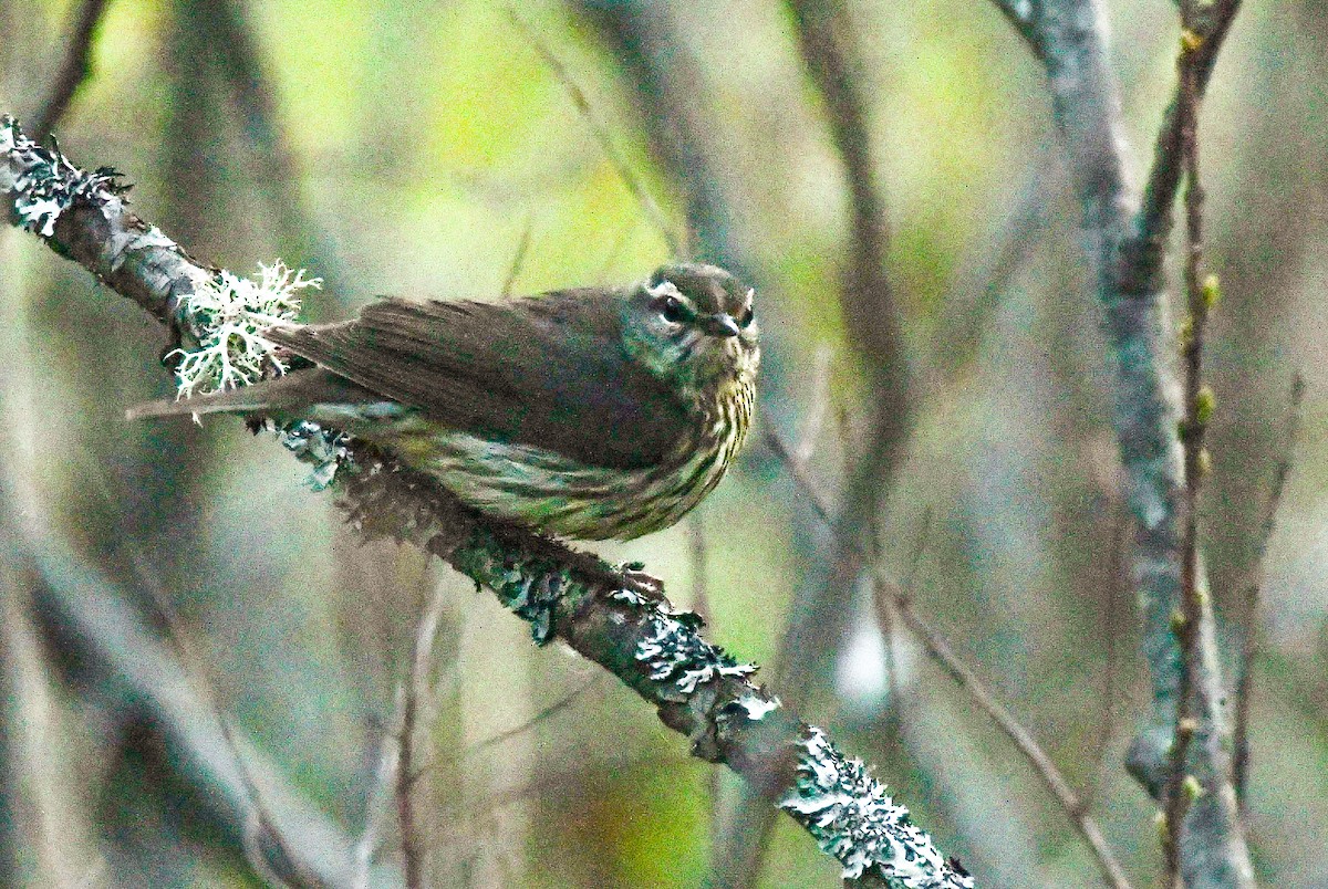 Northern Waterthrush - ML635527613