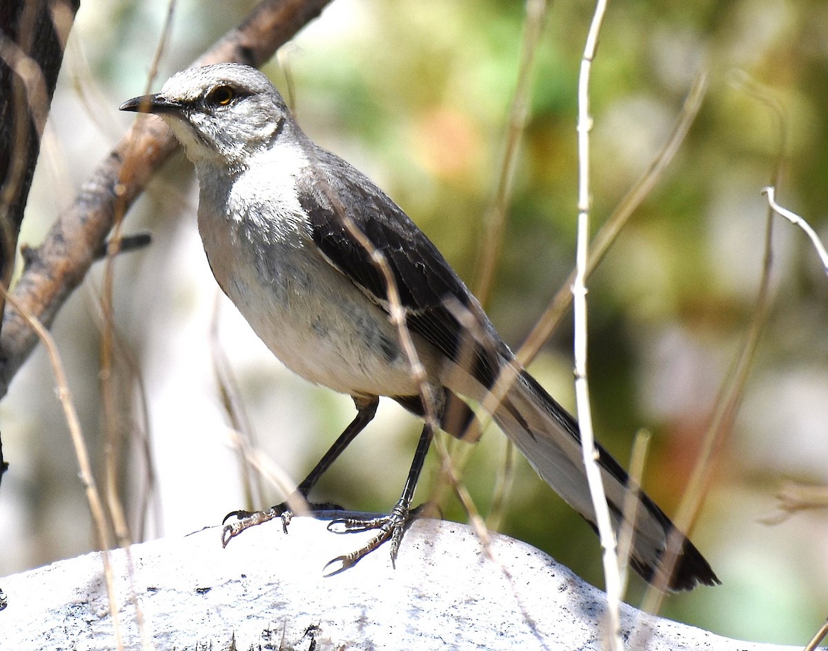 Northern Mockingbird - ML635527638