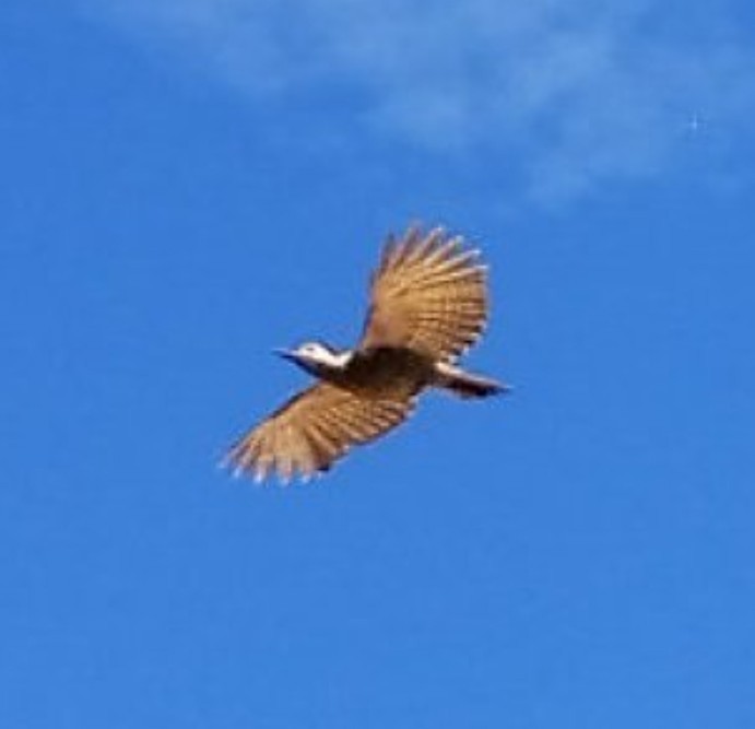 Green-barred Woodpecker - ML635527642