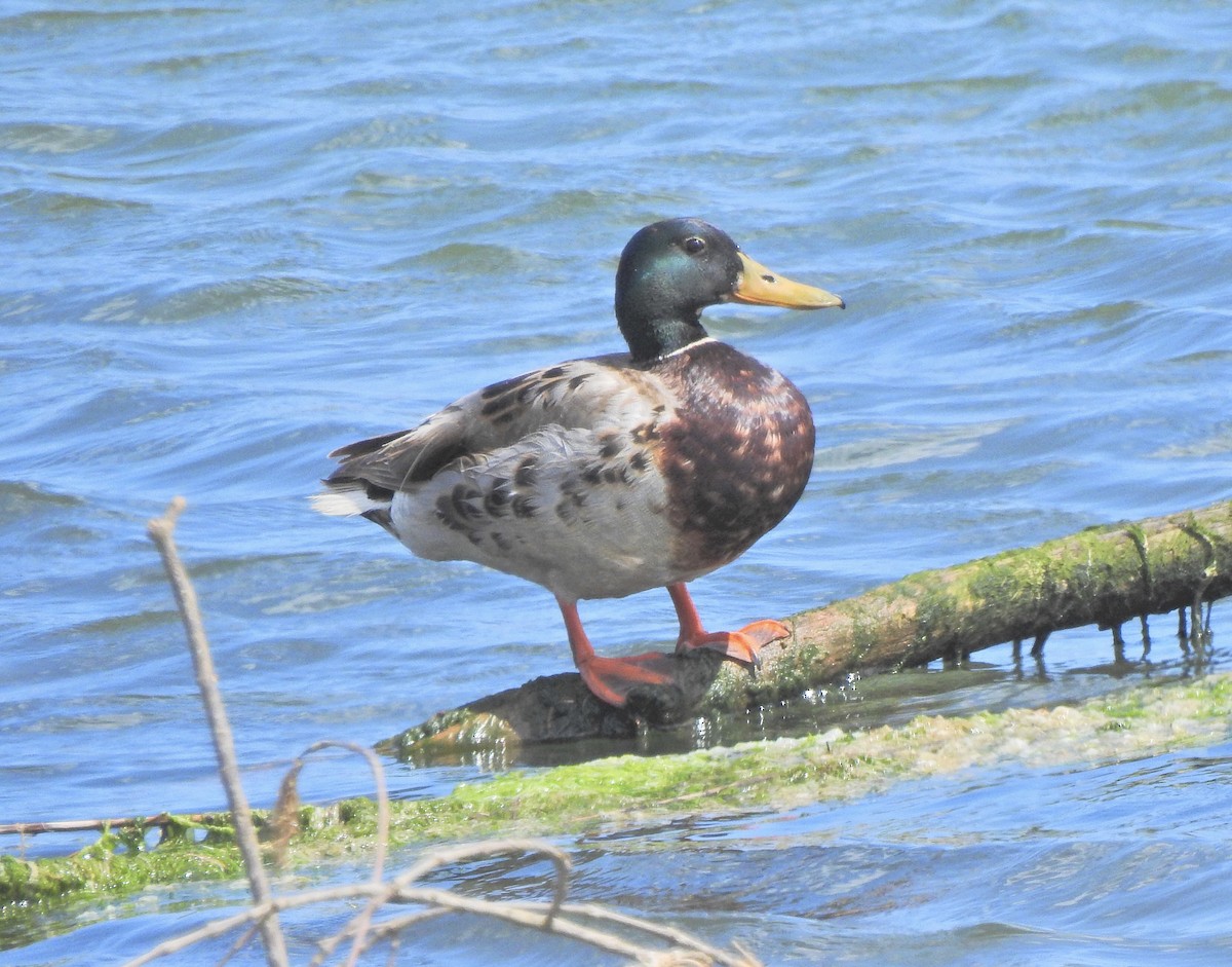 Mallard - ML635527643