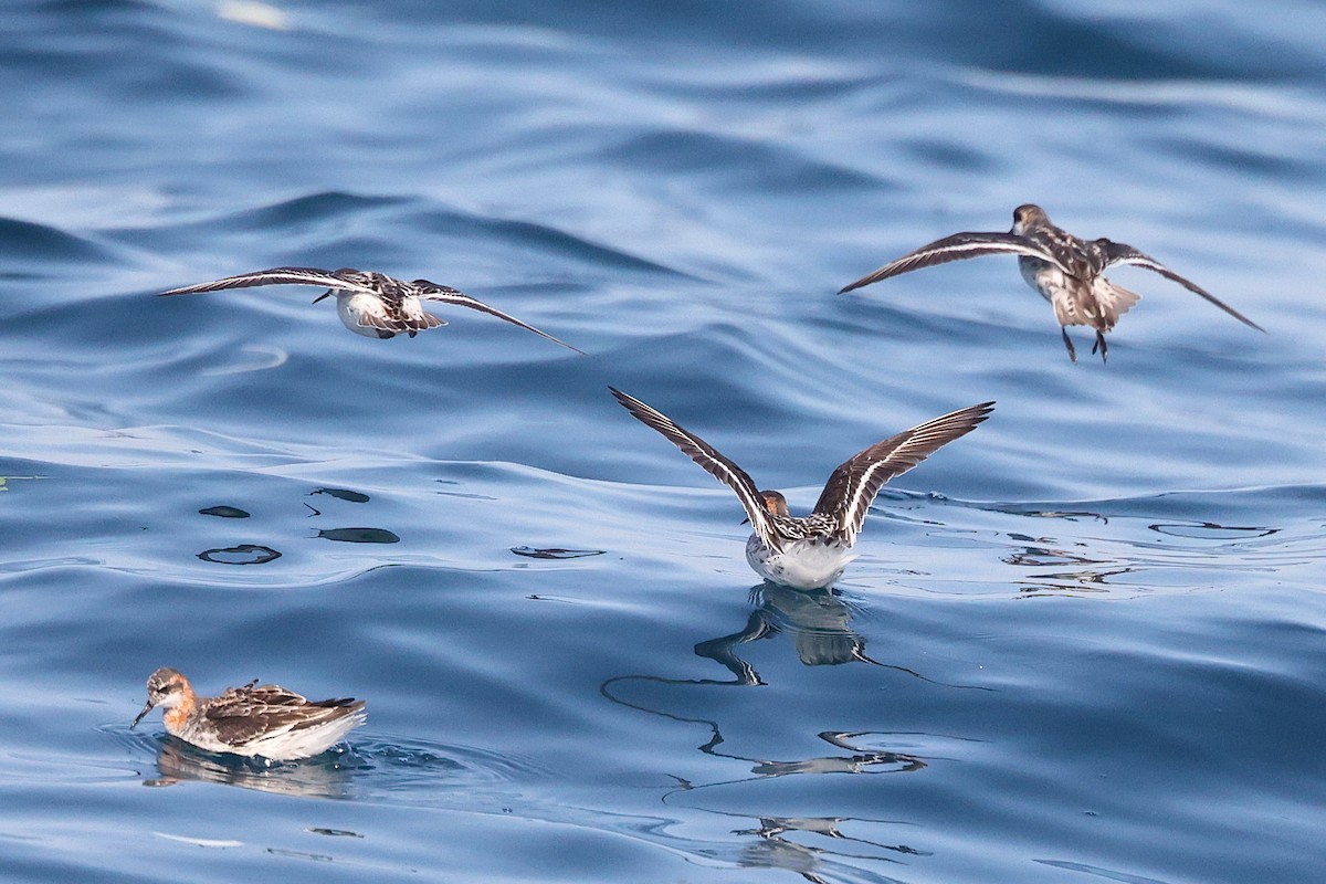Red-necked Phalarope - ML635527644