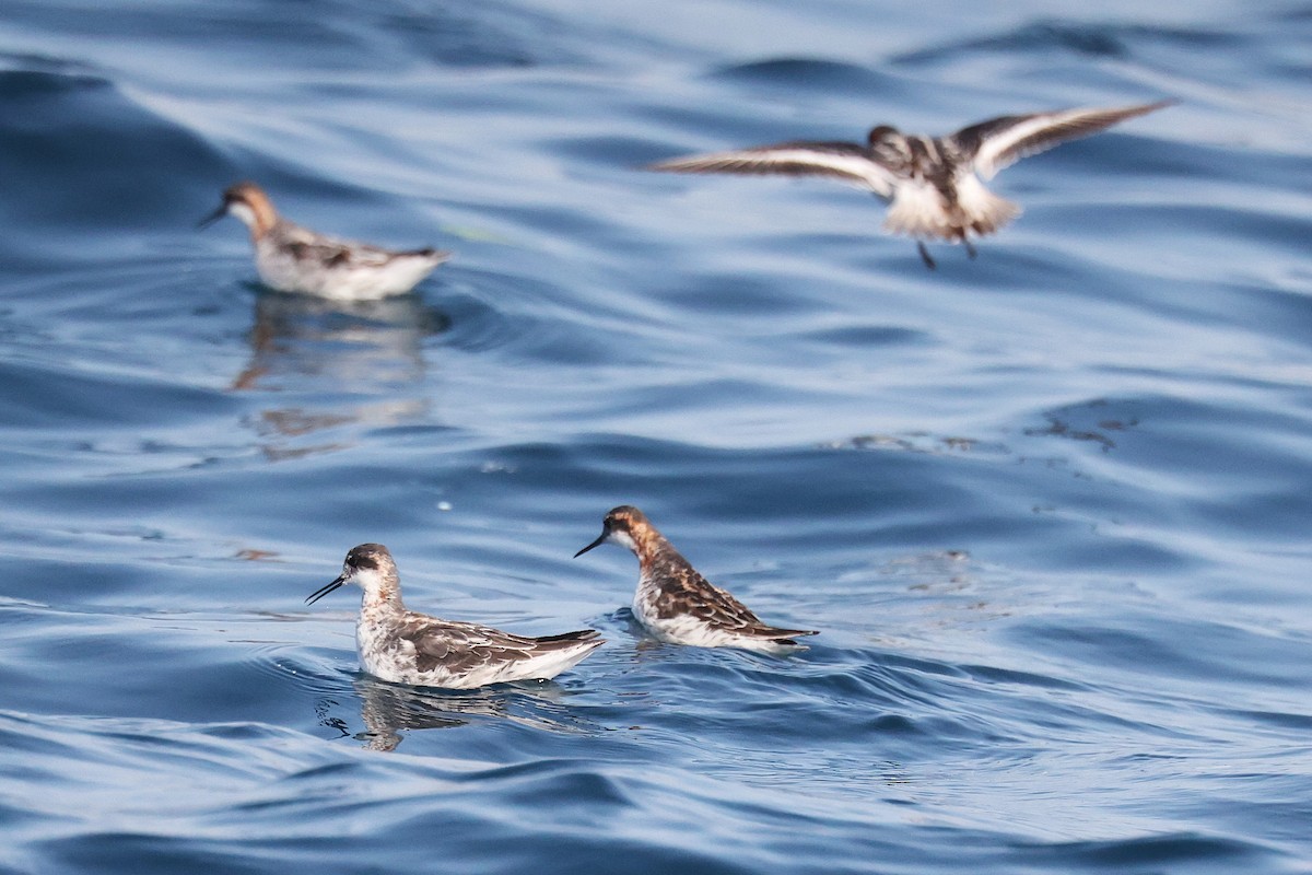 Red-necked Phalarope - ML635527645
