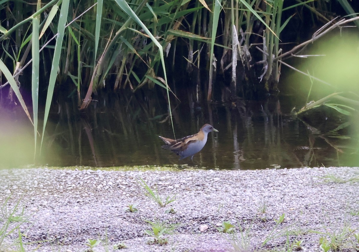 Little Crake - ML635527646
