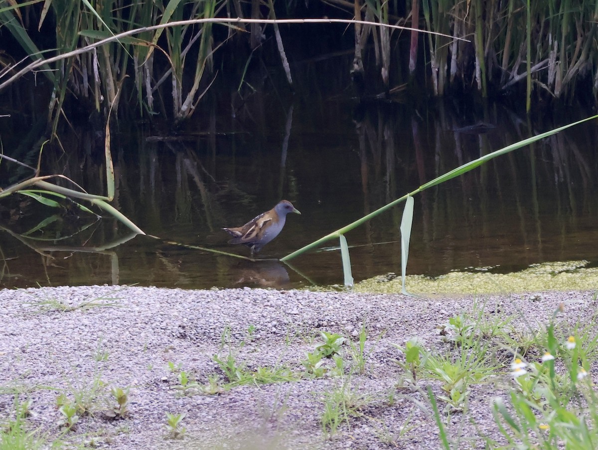 Little Crake - ML635527647