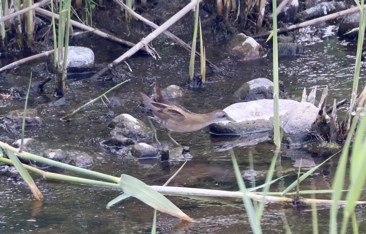 Little Crake - ML635527648
