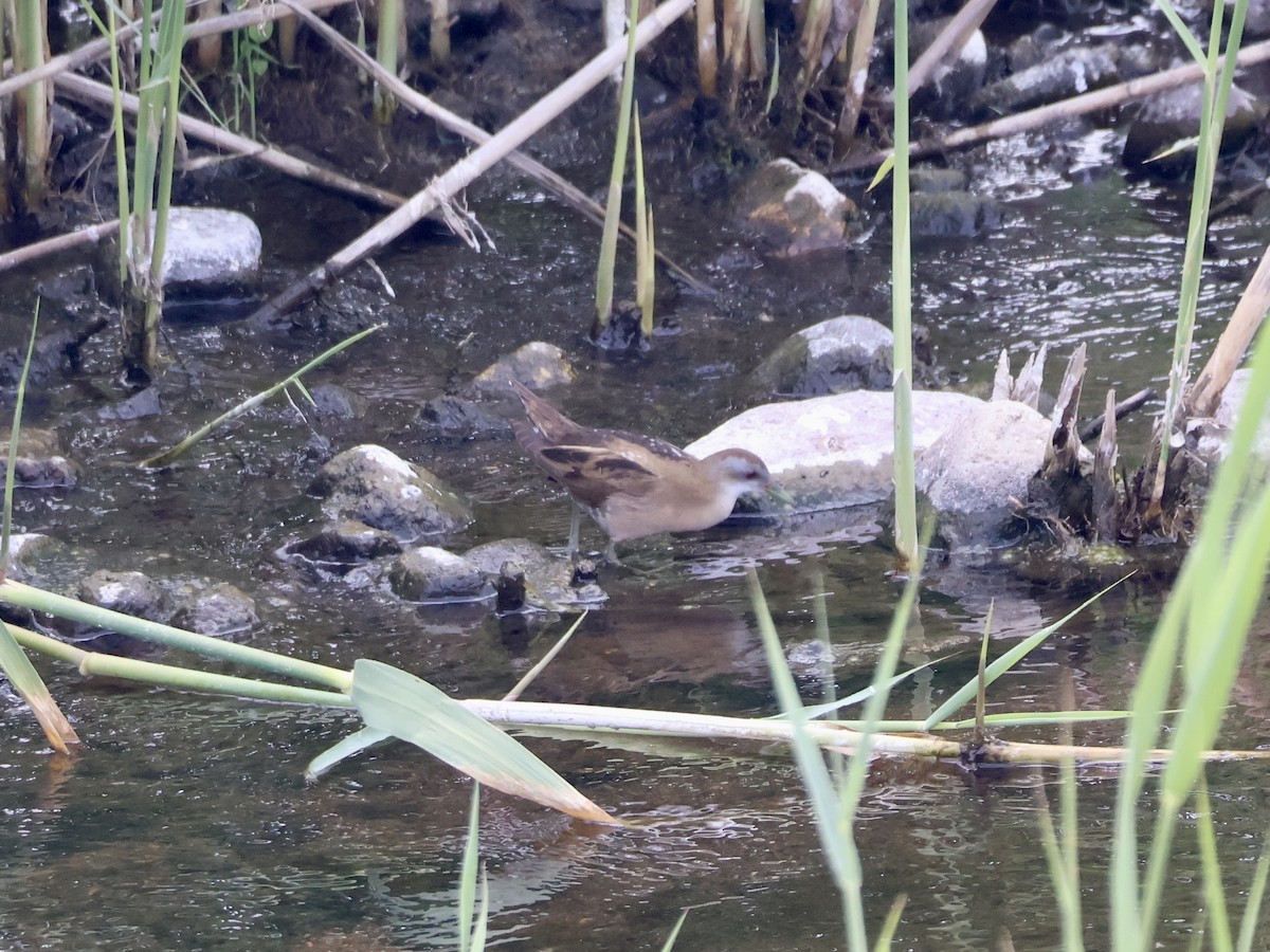Little Crake - ML635527650