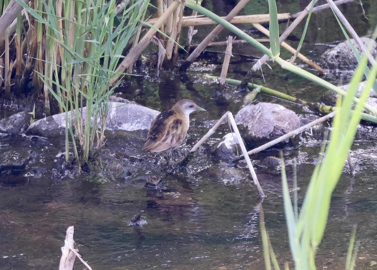 Little Crake - ML635527651
