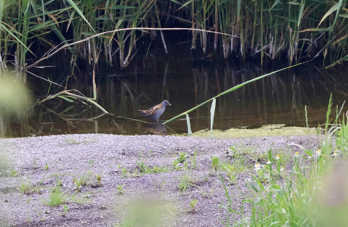 Little Crake - ML635527652