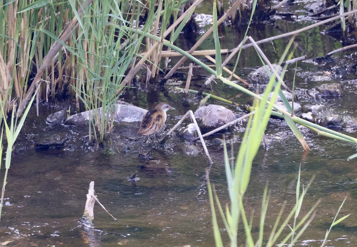 Little Crake - ML635527653