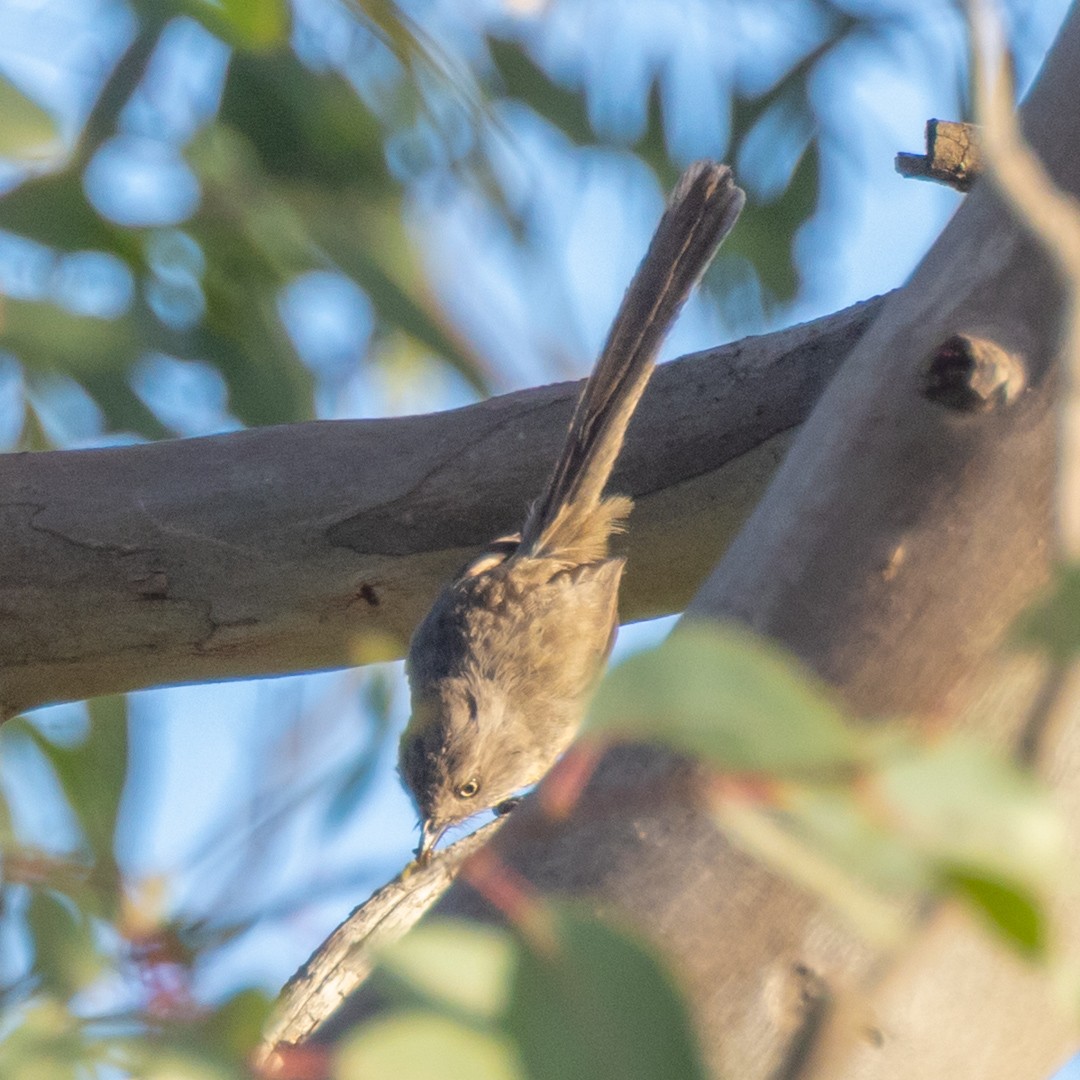 Wrentit - ML635527654