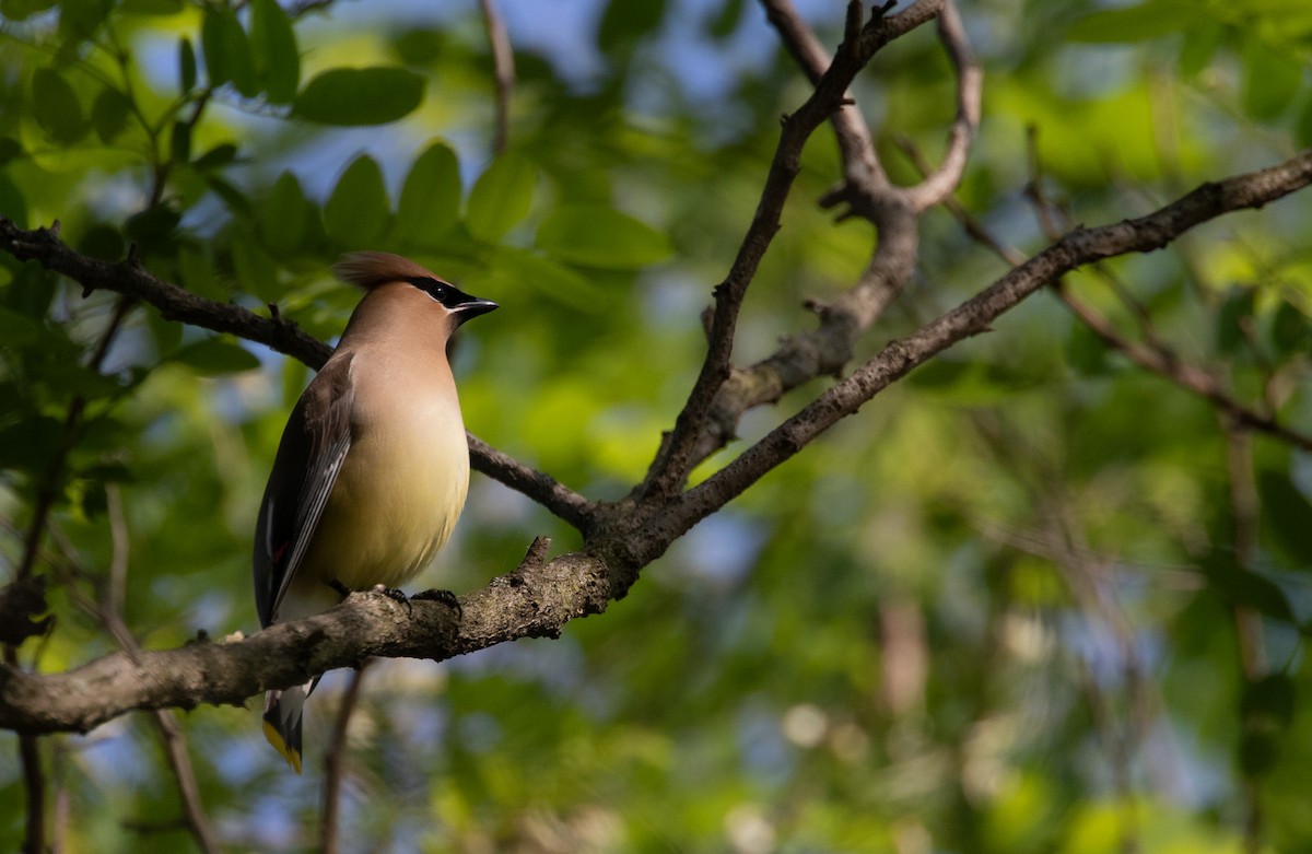 Cedar Waxwing - ML635527655