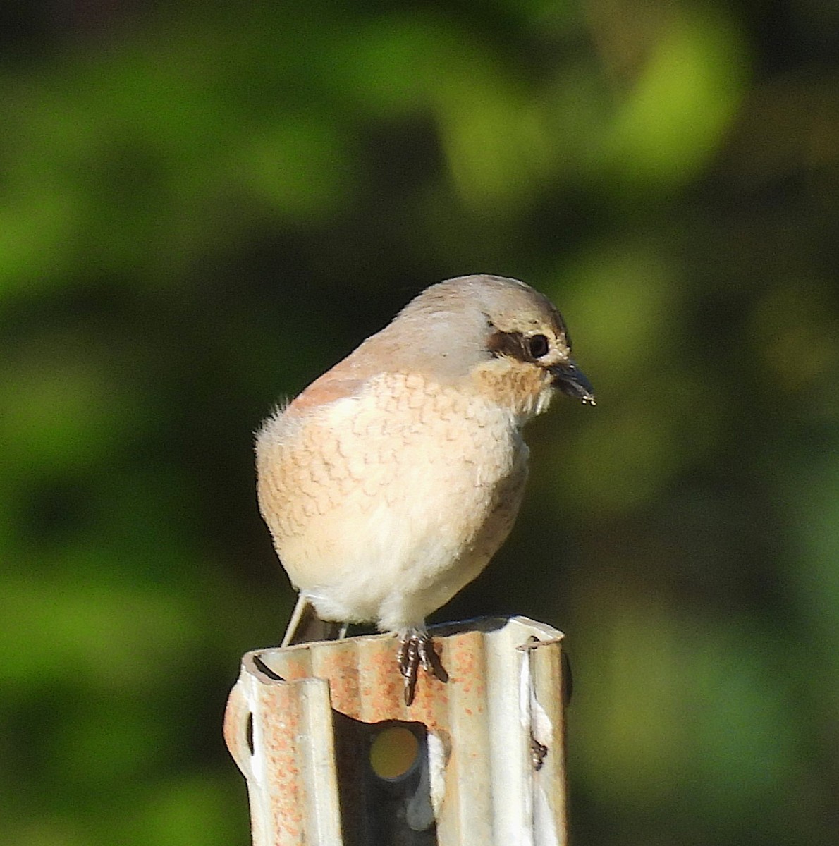 Red-backed Shrike - ML635527656