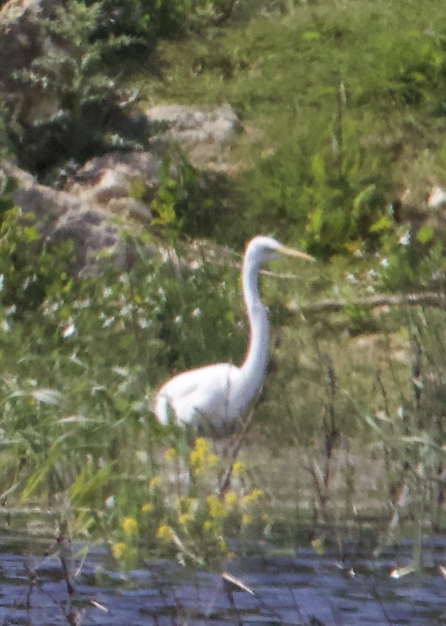Great Egret - ML635527657