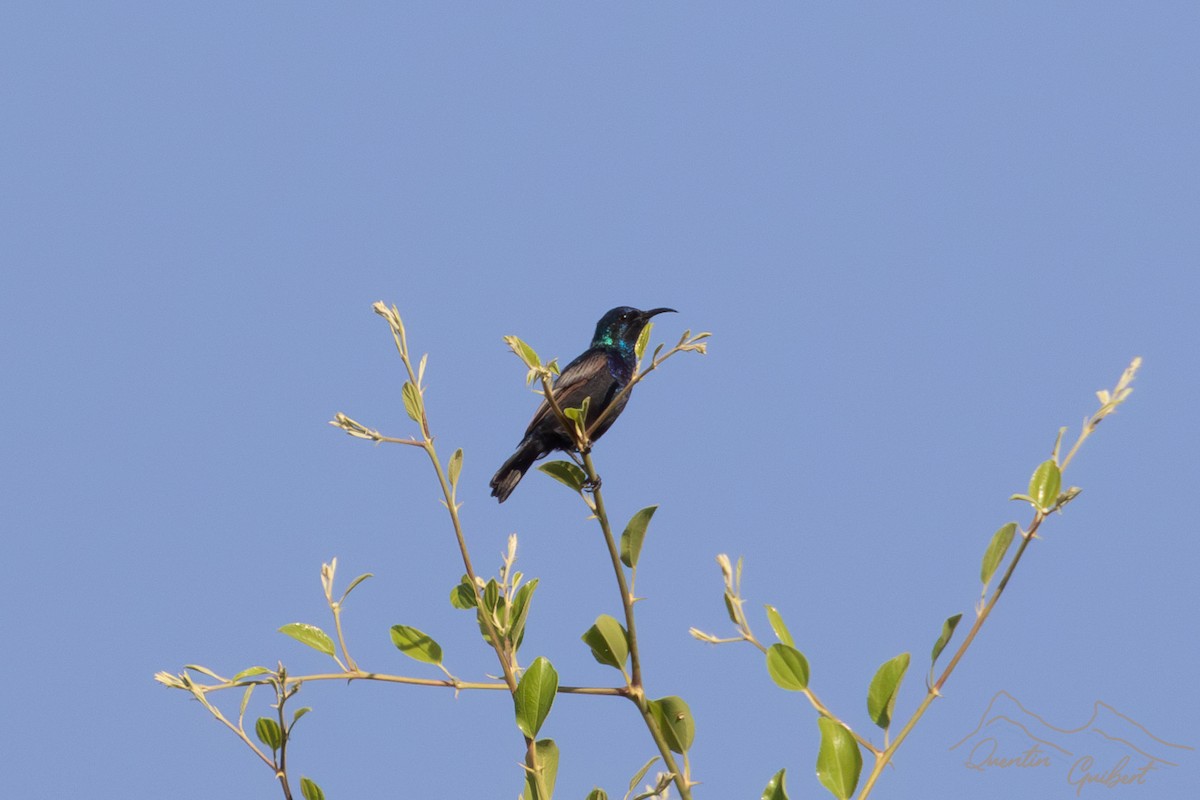 Palestine Sunbird (Palestine) - ML635527658