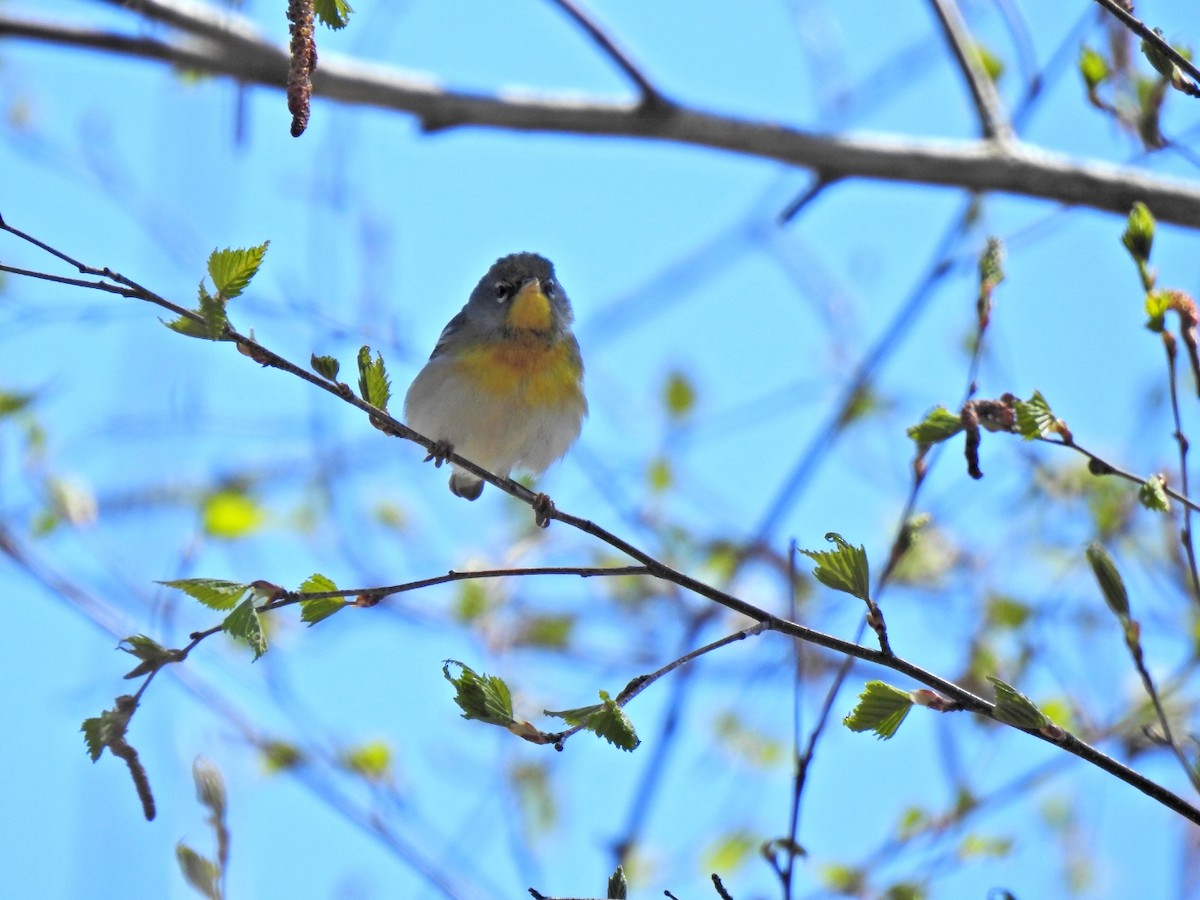 Northern Parula - ML635527663