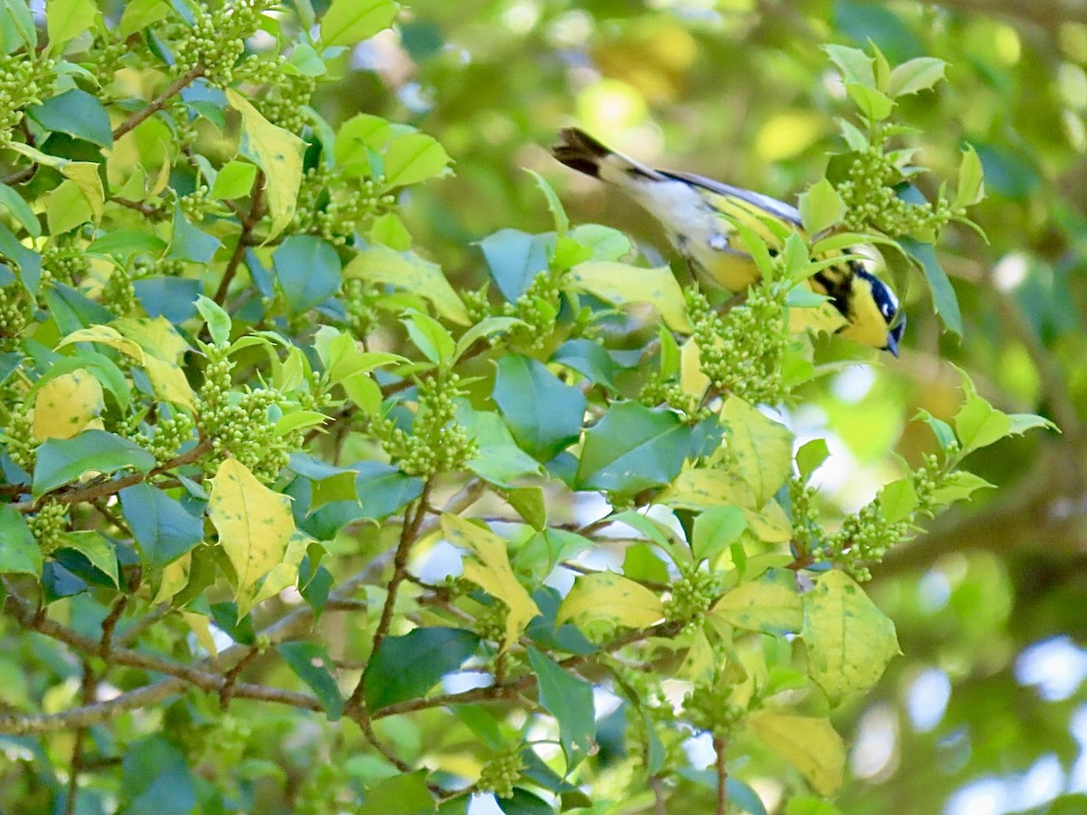 Magnolia Warbler - ML635527665