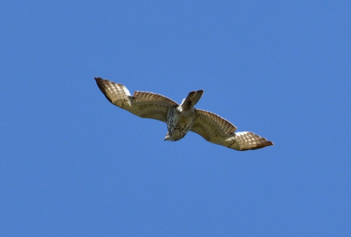 Broad-winged Hawk - ML635527666