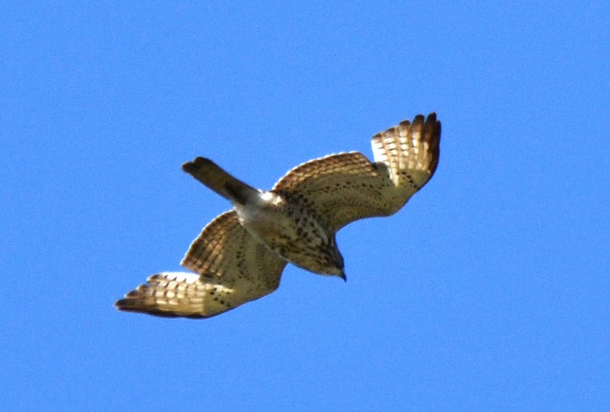Broad-winged Hawk - ML635527667