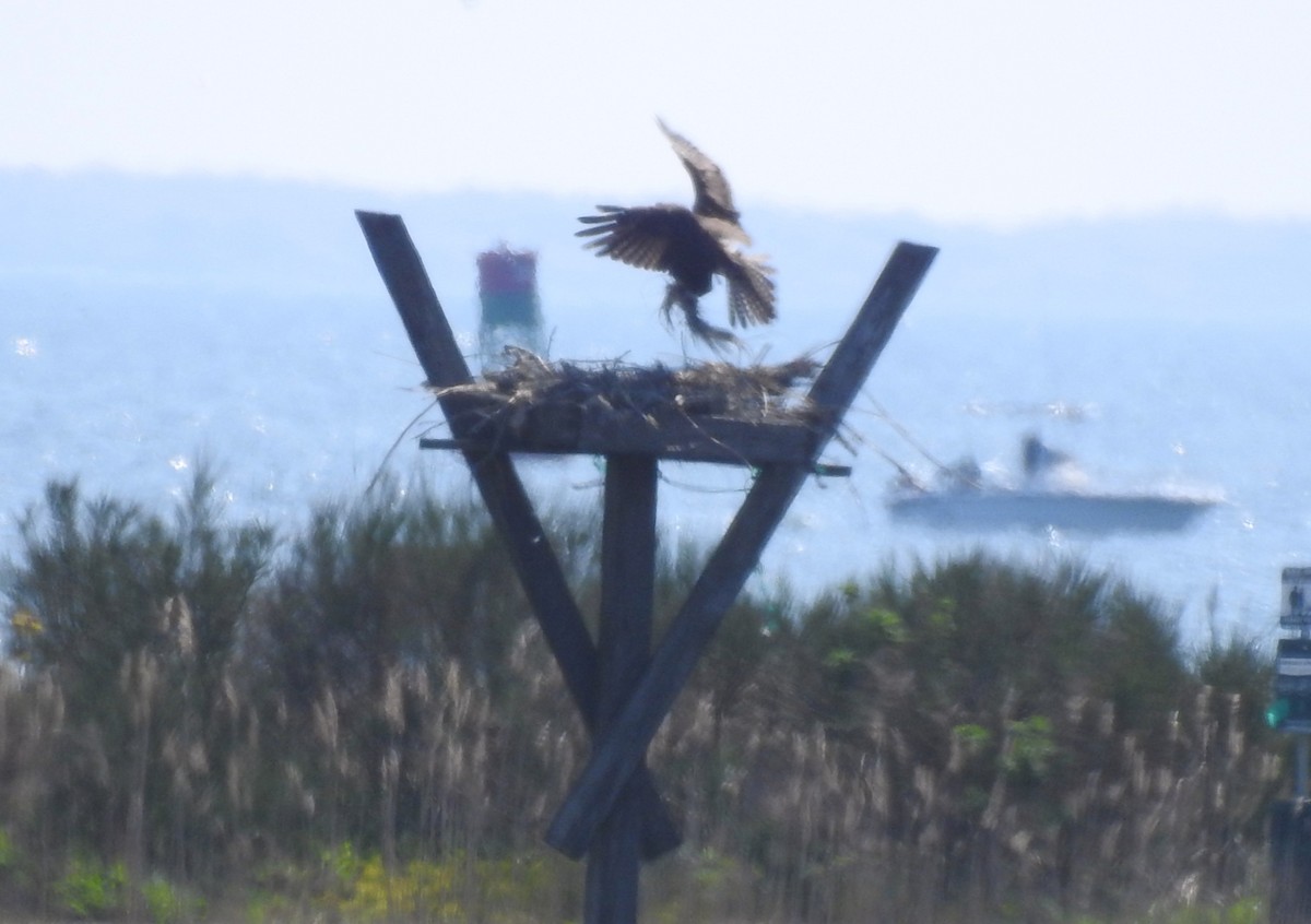 Osprey - ML635527673