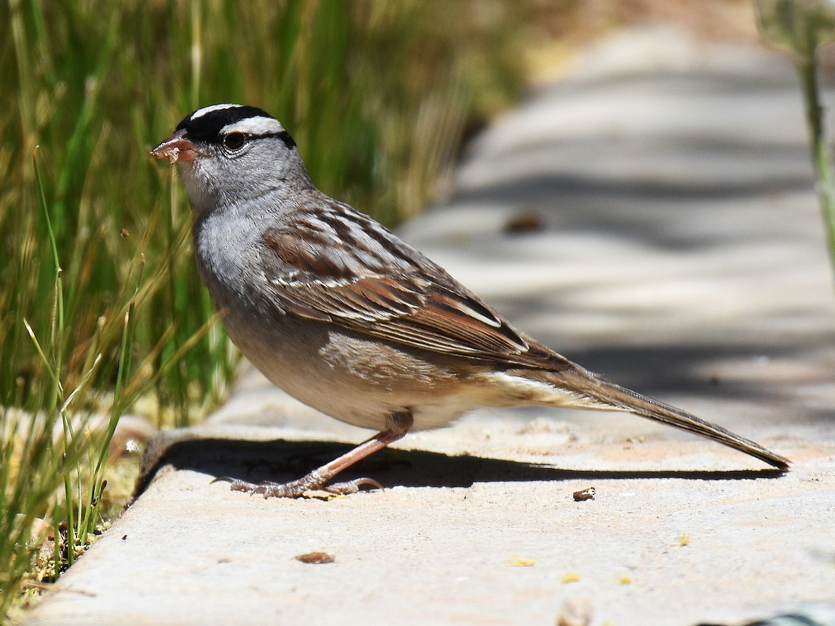 White-crowned Sparrow - ML635527697